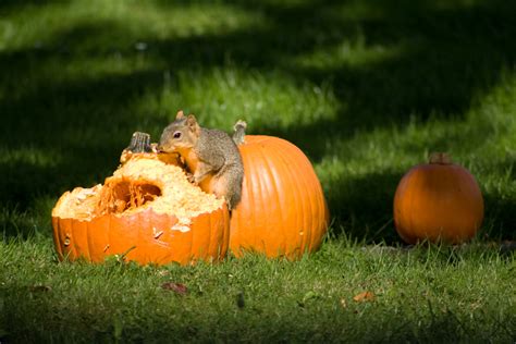 ハロウィンモンスター: なぜ彼らはカボチャを食べないのか？